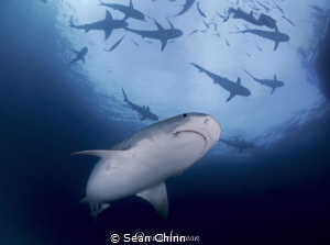 Shark Army by Sean Chinn 